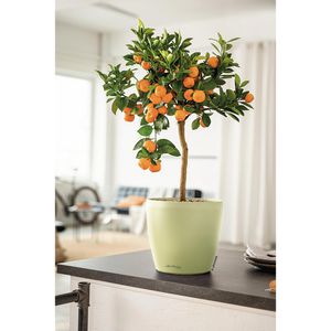 Produktbild für Übertopf Lechuza-DECO 35, linde, Ø 35 x 33 cm