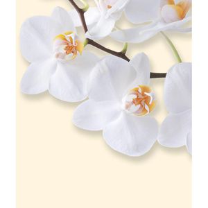 Produktbild für Briefpapier Sigel DP904, White Orchid, A4