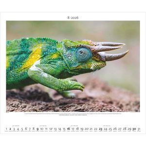 Produktbild für Bildkalender Palazzi Hautnah Afrikas Wildnis, 2026
