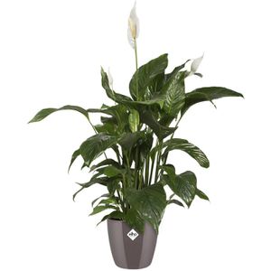Produktbild für Übertopf elho Brussels Diamond, taupe, Ø 29 x 27 cm