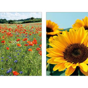 Produktbild für Grußkarten Böttcher-AG 99sk6695, Blumen sortiert