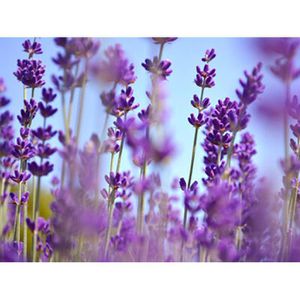 Produktbild für Lebensmittelaroma Baldini Lavendelöl fein, BIO