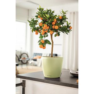 Produktbild für Übertopf Lechuza-DECO 28, linde, Ø 28 x 26 cm