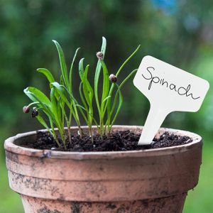 Produktbild für Pflanzenschilder OwnGrown Stecketiketten-Set Schilder weiß