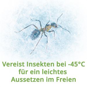 Produktbild für Insektenspray Raid Essentials Eisspray