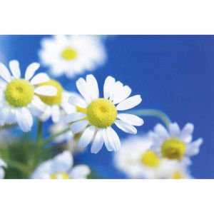 Produktbild für Grußkarten Böttcher-AG Blumen, sortiert