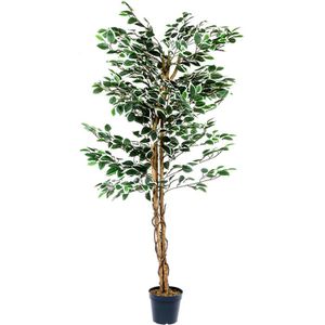 PLANTASIA Kunstbaum Höhe 160 cm, Ficus, mit Echtholzstamm