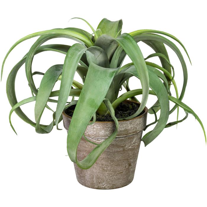 Creativ-green Kunstpflanze Tillandsia Xerographica, Höhe 24 cm, Sukkulente,  im Topf – Böttcher AG