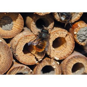 Produktbild für Insektenhotel Böttcher-AG Linda, zum Aufhängen, aus Holz