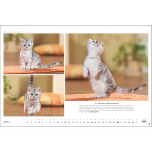Produktbild für Bildkalender Heye 1130, Whiskas Cattitude, Jahr 2026