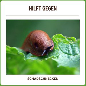 Produktbild für Schneckenkorn Substral Limex Ultra, besonders regenfest