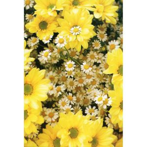 Produktbild für Grußkarten Böttcher-AG Blumen, sortiert