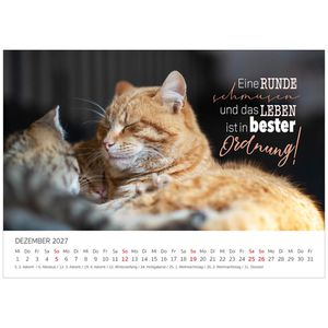 Produktbild für Bildkalender Edition-Seidel 31059, Coole Katzen, Jahr 2027