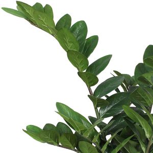 Produktbild für Kunstpflanze Creativ-green Zamiifolia