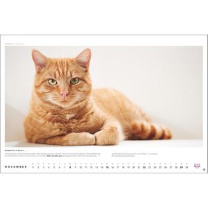Produktbild für Bildkalender Heye 1130, Whiskas Cattitude, Jahr 2026