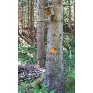 Produktbild für Markierungsspray Stanger Forst-Markierer, orange
