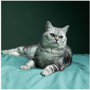 Produktbild für Textilfarbe simplicol intensiv, Wald-Grün