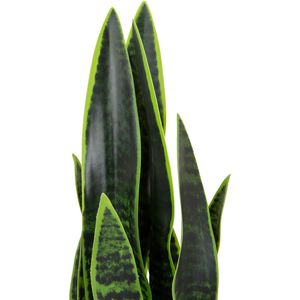 Produktbild für Kunstpflanze hJh-OFFICE Sansevieria