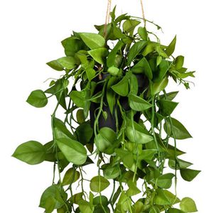 Produktbild für Kunstpflanze Creativ-green Philodendronhänger