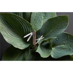Produktbild für Taschenmesser Victorinox Classic SD Wood 0.6221.63, braun