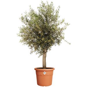 Produktbild für Pflanztopf elho Algarve Cilindro, 47 Liter