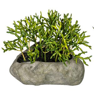 Produktbild für Kunstpflanze Creativ-green Sukkulenten-Mix