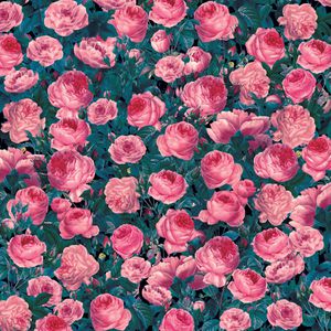 Produktbild für Transferfolie Cricut 2006780 Infusible Ink, Cabbage Rose, bunt