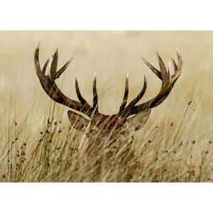 Produktbild für Wandbild AS-Creation Versteckter Hirsch