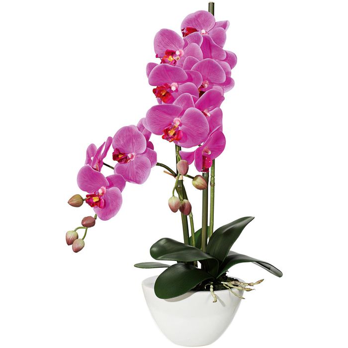 AG Phalaenopsis, – Orchidee, lila, Creativ-green Böttcher 50 cm in Keramik-Schale, Höhe Kunstblume