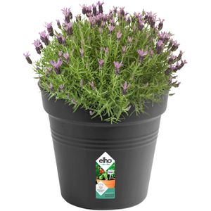 Produktbild für Pflanztopf elho Green Basics, 19 Liter