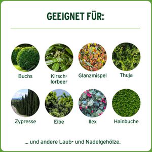 Produktbild für Dünger Substral Depotdünger für Buchs &amp; Hecken