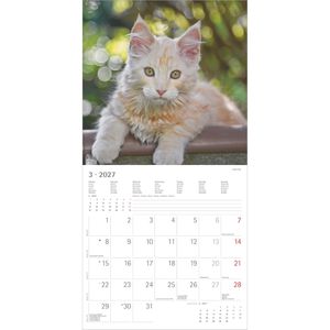 Produktbild für Bildkalender Alpha 206601, Katzenbabys, Jahr 2027