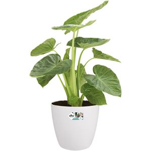 Produktbild für Übertopf elho Brussels Rund, weiß, Ø 39 x 37 cm