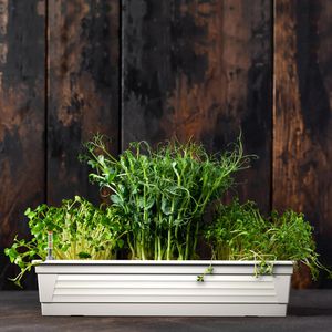 Produktbild für Blumenkasten Plastard Milano 80, weiß