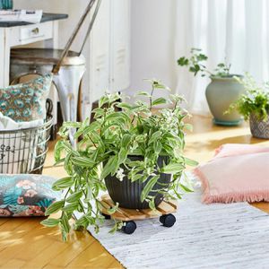 Produktbild für Pflanzenroller Wagner-System GH 0267, für innen