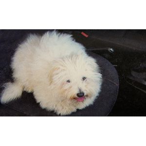 Produktbild für Fusselrolle 3M Scotch-Brite FSR XL