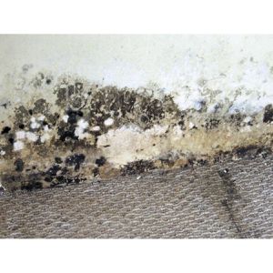 Produktbild für Schimmelentferner Beko 299 9 500, TecLine