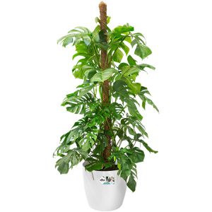 Produktbild für Übertopf elho Brussels Rund, weiß, Ø 39 x 37 cm