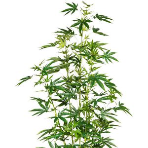 Produktbild für Kunstpflanze Creativ-green Zierhanf