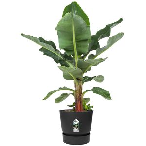 Produktbild für Übertopf elho Greenville rund, schwarz, Ø 30 x 28 cm