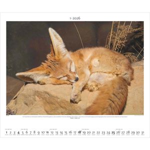 Produktbild für Bildkalender Palazzi Hautnah Afrikas Wildnis, 2026