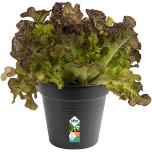 Produktbild für Pflanztopf elho Green Basics, 1,5 Liter