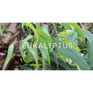 Produktbild für Duftöl Primavera Eukalyptus globulus bio