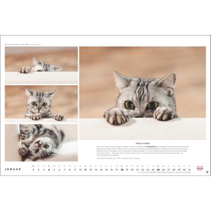 Produktbild für Bildkalender Heye 1130, Whiskas Cattitude, Jahr 2026