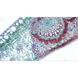 Produktbild für Mikroskopkamera Bresser MikroCam SP