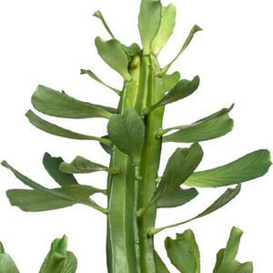 Produktbild für Kunstpflanze Creativ-green Euphorbia