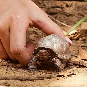 Produktbild für Spielfigur schleich WILD LIFE 14824, ab 3 Jahre