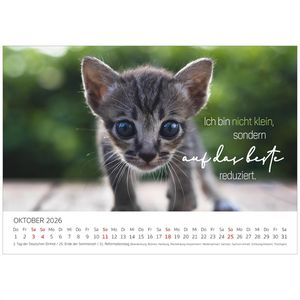 Produktbild für Bildkalender Edition-Seidel Coole Katzen 2026