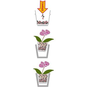 Produktbild für Pflanzsubstrat Seramis Spezial-Substrat, 2,5 Liter