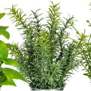 Produktbild für Kunstpflanze Creativ-green Kräutermix